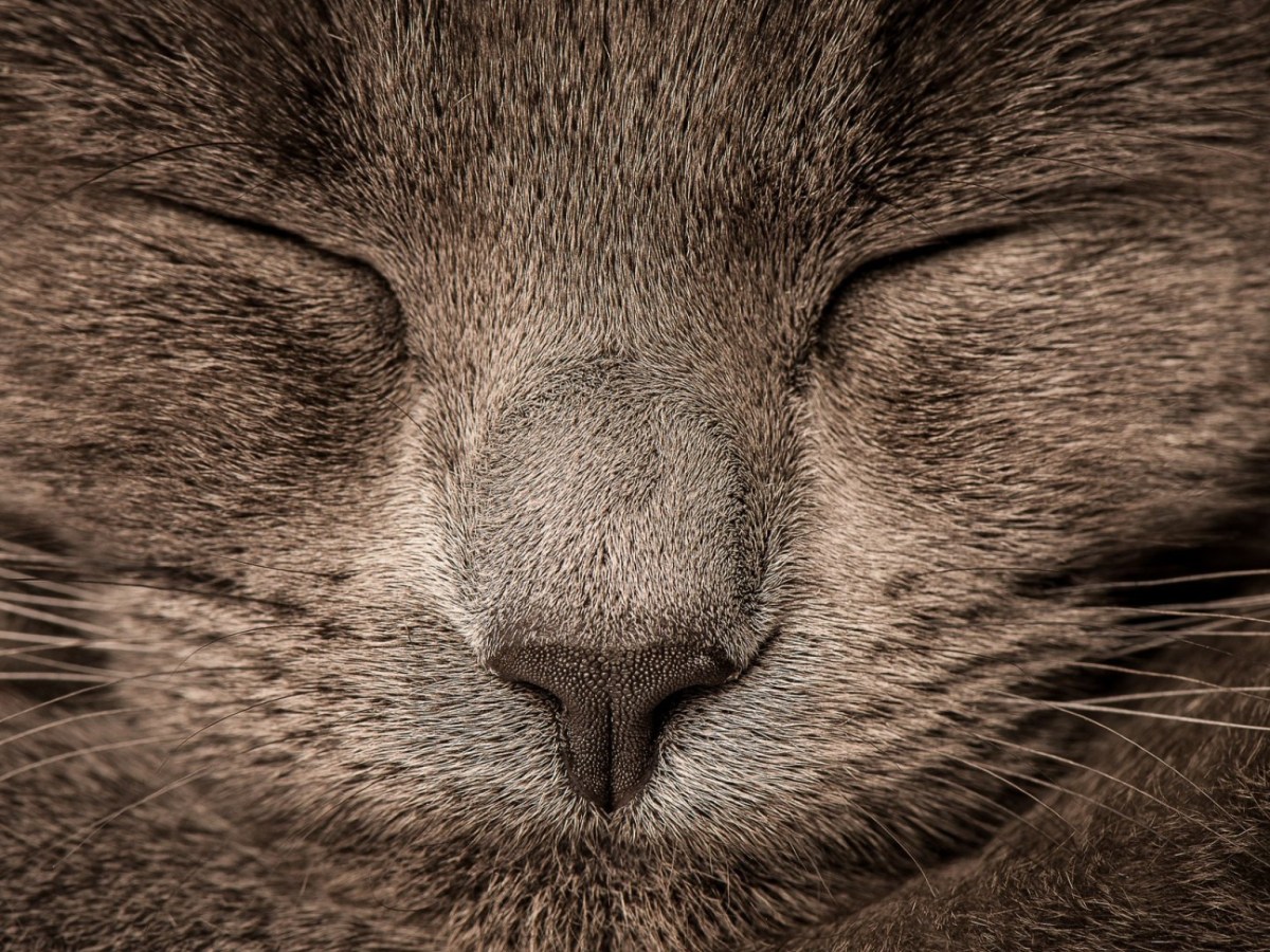 Can Dostunuz için En Uygun Evcil Hayvan Bakıcısını Nasıl&nbsp;Seçersiniz?