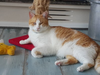 Patili Yaşamlar –&nbsp;Simba