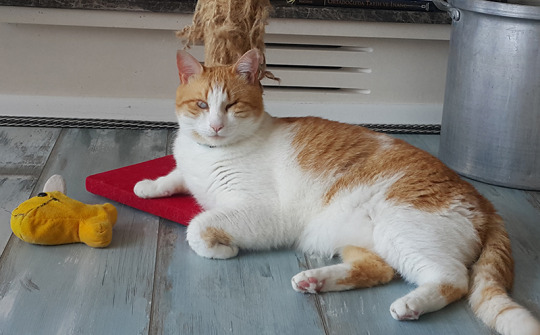 Patili Yaşamlar –&nbsp;Simba