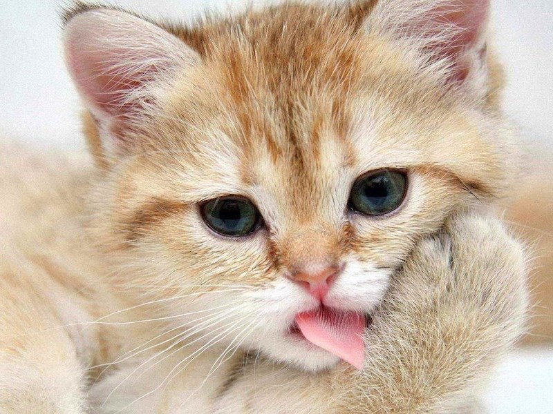 Kediniz için Tercih Edebileceğiniz Mama&nbsp;Türleri